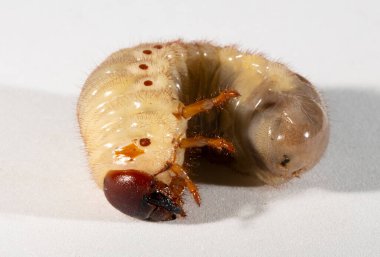 Avrupa gergedan böceği (Oryctes nasicornis), Dynastinae alt familyasına ait büyük bir uçan böcek türü. Böcek larvası, pupa öncesi beyaz bir arkaplanda yer alır..