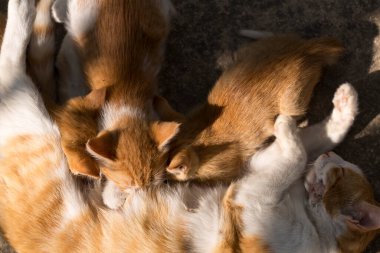 Kızıl kedilerden oluşan bir aile. Anne kedi yavruları anne sütüyle besler..