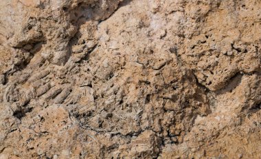 Kızıl Deniz 'in fosil mercanları. Taşa dönüşmüş antik yaratıklar. Resif mercanları.