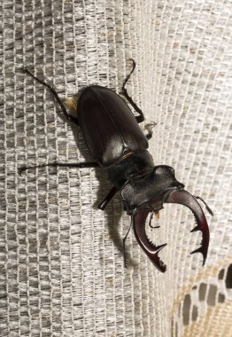 Lucanus cervus, kedigiller (Lucanidae) familyasından bir kuş türü. İmago bir erkek böcek..