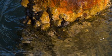 Tetraclita squamosa, bu midye. Balanus (Balanomorpha), Kabukgiller (Balanidae) familyasından bir midye cinsidir..