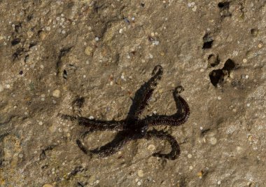 Ophiocoma scolopendrina doğal ortamında. Kızıl Deniz 'in Afrika faunası.