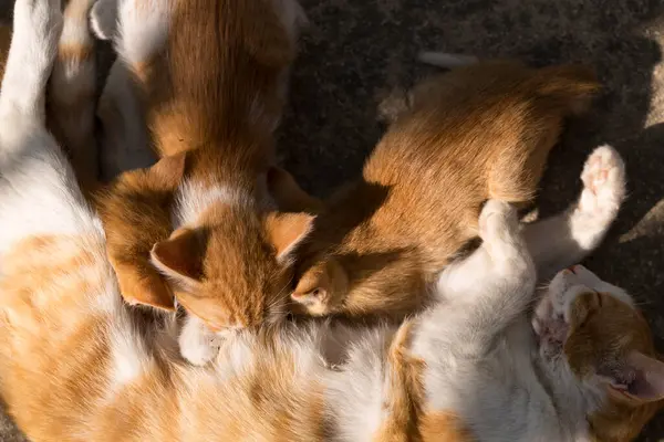 Kızıl kedilerden oluşan bir aile. Anne kedi yavruları anne sütüyle besler..