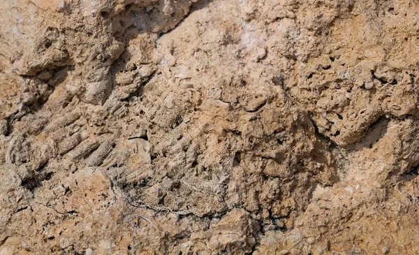 Kızıl Deniz 'in fosil mercanları. Taşa dönüşmüş antik yaratıklar. Resif mercanları.