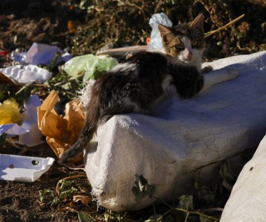 Vahşi hayvanlar. Kedi çöpün içinde. Hayvan besin atıklarıyla beslenir..