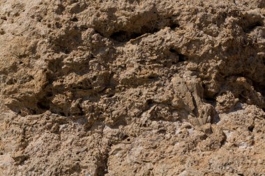 Kızıl Deniz 'in fosil mercanları. Taşa dönüşmüş antik yaratıklar. Resif mercanları.