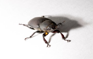 Lucanus cervus, kedigiller (Lucanidae) familyasından bir kuş türü. İmago, dişi bir böcek, beyaz bir arka plan..