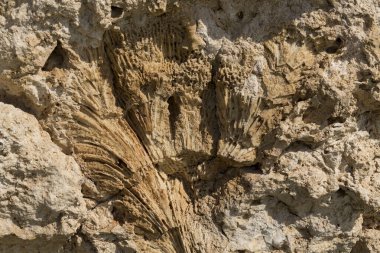Kızıl Deniz 'in fosil mercanları. Taşa dönüşmüş antik yaratıklar. Resif mercanları.