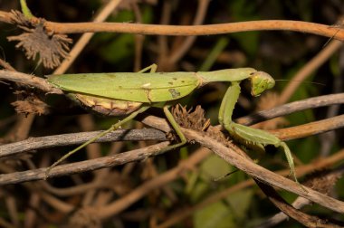 Avrupa peygamber devesi (Mantid dini). Yoğun bitki örtüsü içindeki yeşil bir dişi böcek, yumurtalarını bırakmaya hazırlanıyor..