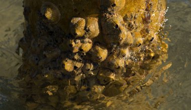 Tetraclita squamosa, bu midye. Balanus (Balanomorpha), Kabukgiller (Balanidae) familyasından bir midye cinsidir..