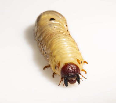 Avrupa gergedan böceği (Oryctes nasicornis), Dynastinae alt familyasına ait büyük bir uçan böcek türü. Böcek larvası, pupa öncesi beyaz bir arkaplanda yer alır..