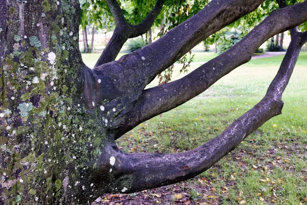 Dalları Olan Ağaç Gövdesi — Stok fotoğraf