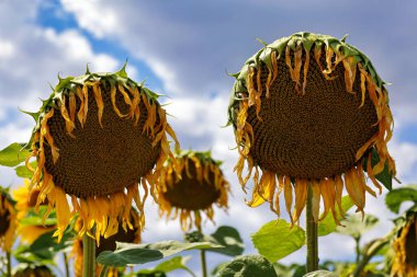 Withered sunflower, sunflower, withered, closeup