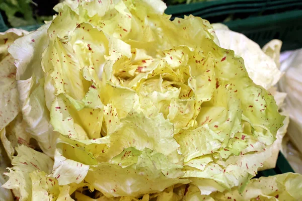 Orchid Salad Radicchio Salad Closeup — ストック写真