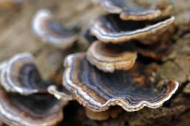 Ağaç mantarına yakın çekim, kelebek çalısı