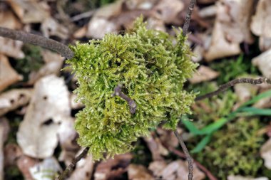 Yosun ve yosunları kapat.