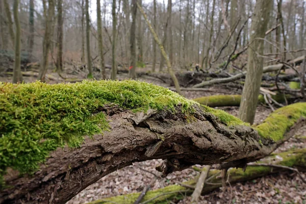 Old Dead Tree Overgrown Moss — Stock Photo, Image
