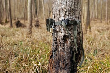 Vahşi yaşam kamerası ağaca sabitlenmiş.