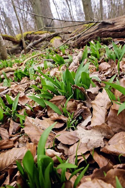Dziki Czosnek Młode Rośliny Wiosną — Zdjęcie stockowe