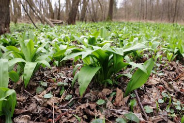 Yabani sarımsak, baharda taze bitkiler