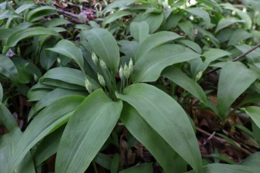 Tomurcuklu yabani sarımsak