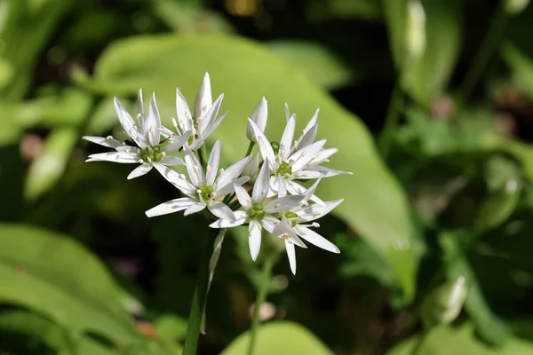 stock image flowering wild garlic, wild garlic