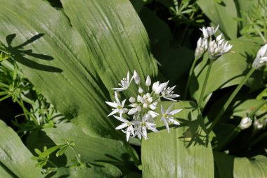 Çiçekli yabani sarımsak, yabani sarımsak