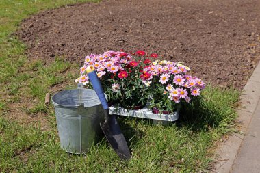 Bahar çiçekleri, bahar çiçekleri.