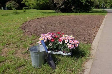 Bahar çiçekleri, bahar çiçekleri.