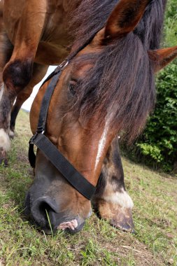 At burnu, at burnu, kapat.