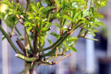 Bir bahçe merkezinde genç bir gül ağacı.