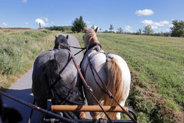 coachman's perspective, working horse clipart