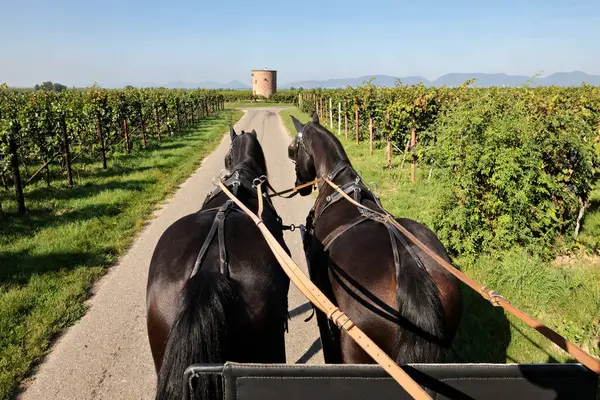 stock image coachman's perspective, working horse