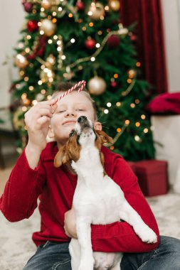 Çocuk Noel ağacında evcil hayvan Jack Russell 'la eğleniyor.
