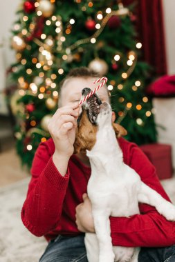 Çocuk Noel ağacında evcil hayvan Jack Russell 'la eğleniyor.