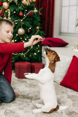 Çocuk Noel ağacında evcil hayvan Jack Russell 'la eğleniyor.