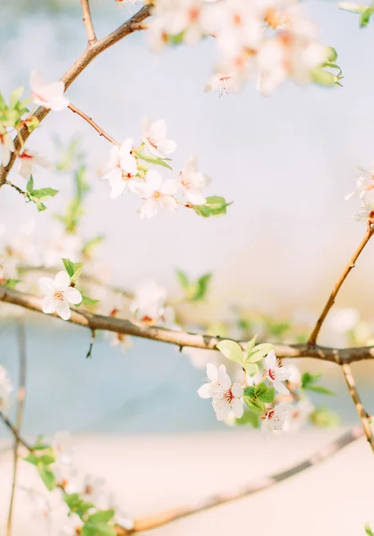Весняний Час Квітуча Гілка Дерева Вишня Свіжа Пагона Вегетаріо — стокове фото