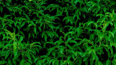 Doğa yeşili arka plan, tropikal yaprak afişi veya çiçek orman konsepti. Bitki duvarı, bitki duvarı, doğal yeşil duvar kağıdı ve arka plan. Doğa duvarı.