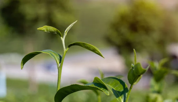 Top of Green tea leaf in the tea plantation. Fresh tea bud and leaves.