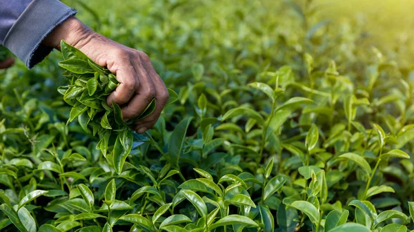 Recoger Las Hojas Mano Granja Verde Orgánico Hermosa Plantación Verde — Foto de Stock