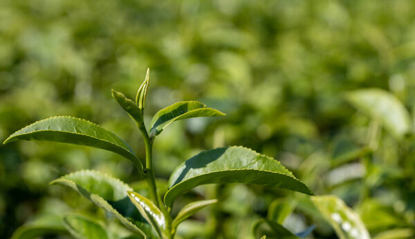 Вершина зеленого чайного листа на чайной плантации. Свежий чай бутон и листья.