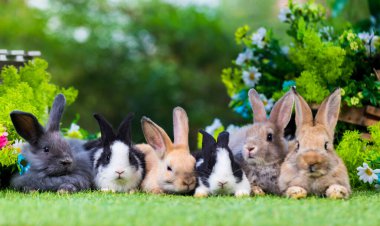 Sevimli ve şirin yeni doğmuş tavşan. Bebek şirin tavşan mı yoksa yeni doğmuş sevimli tavşan mı? Paskalya Tavşanı.