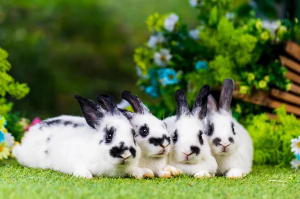 可爱可爱的新出生的兔子可爱的小兔子或刚出生的可爱兔子 复活节兔子 — 图库照片