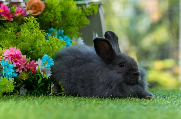 愛らしくかわいい新生ウサギ 可愛いウサギとか可愛いウサギとか イースターバニー — ストック写真