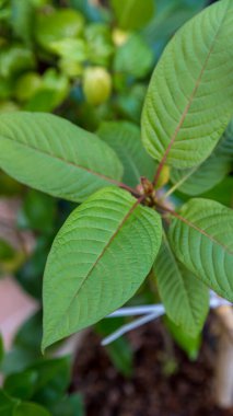 Avokado meyvesi. Beyaz Arkaplanda Avokado. Taze sebzeler, beyaz kırpma yolunda avokado. Profesyonel yemek fotoğrafçılığı.
