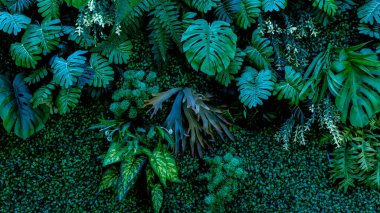 Bitki duvarı, bitki duvarı, doğal yeşil duvar kağıdı ve arka plan. Doğa duvarı.