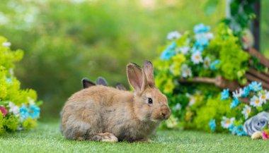 Sevimli ve şirin yeni doğmuş tavşan. Bebek şirin tavşan mı yoksa yeni doğmuş sevimli tavşan mı? Paskalya Tavşanı.