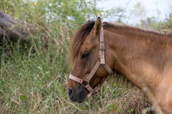 Cute horse in the  grass field. Horse on nature. Portrait of a horse.