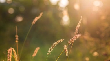 Akşam günbatımında tüylü çim tarlasından muhteşem manzara. Huzurlu duygu konsepti. Kırsal manzara atmosferi. arkaplan için resim