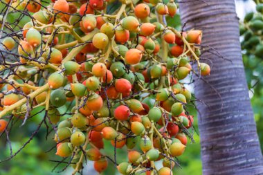 Bahçedeki Betel Palmiye Ağacı dalında olgun ve kırmızı Betel Nut. Fruit Areca palmiyesi veya Fruit Areca fındığı 